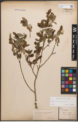 Foto von Salix caprea L. x Salix purpurea L.